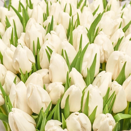 Product image Box of 101 White Tulips, packaging: Pink, vendor code: 3974