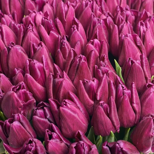 Product image Box of 101 Purple Tulips, packaging: Pink, vendor code: 3975