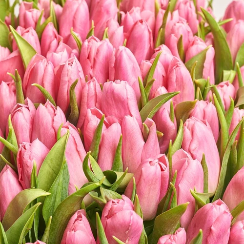 Зображення товару Коробка 101 Рожевий Тюльпан, пакування: Рожева, артикул: 3976