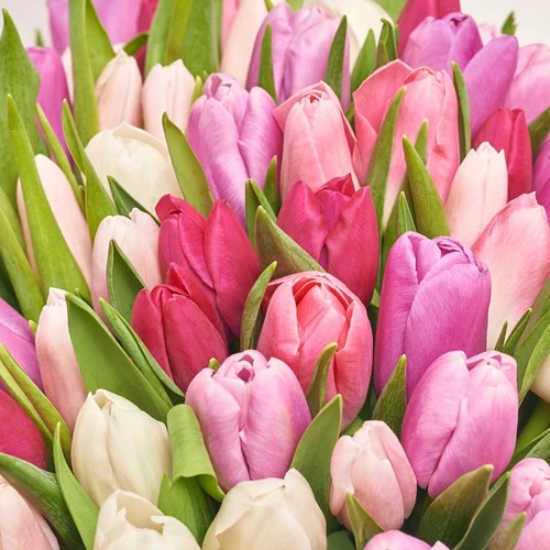 Product image Bouquet of 101 Tulips Tender  Мix, packaging: White, vendor code: 3977