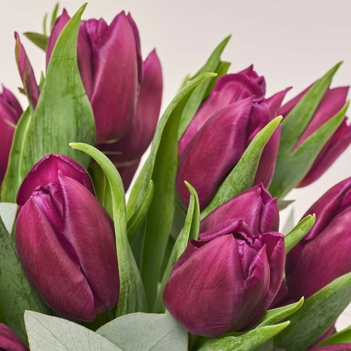 Product image 35 Purple Tulips and Eucaliptus in flowerpot, vendor code: 3987