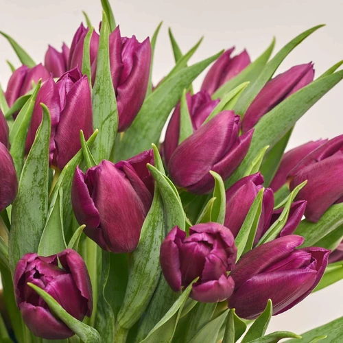 Product image 51 Purple Tulips in flowerpot, vendor code: 3988