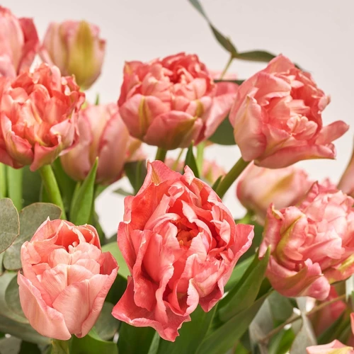 Product image 51 Pink Peony Tulips and Eucaliptus in flowerpot, vendor code: 3989