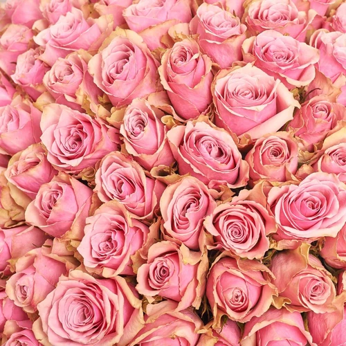 Product image Bouquet of 101 Roses  Athena Royal, packaging: Kafin cream, vendor code: 4001