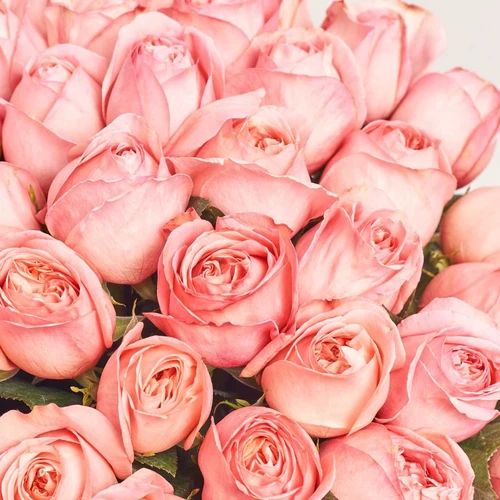 Product image Bouquet of 51 pink peony Roses, packaging: Kafin rust, vendor code: 4002