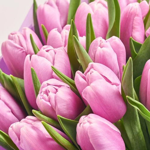 Product image Bouquet of 25 Light Purple Tulips, packaging: Purple, vendor code: 4003