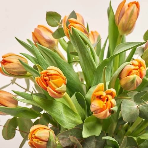 Product image 25 Orange Peony Tulips and Eucaliptus in flowerpot, vendor code: 4005