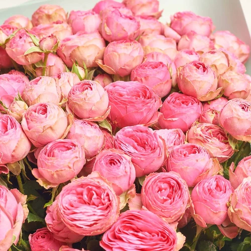 Product image Bouquet of 25 Giselle Spray Roses, packaging: Gradiens tiffany, vendor code: 4007