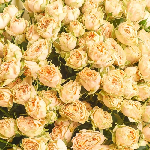 Product image Bouquet of 25 Holly Spray Roses, packaging: Gradiens pink, vendor code: 4008