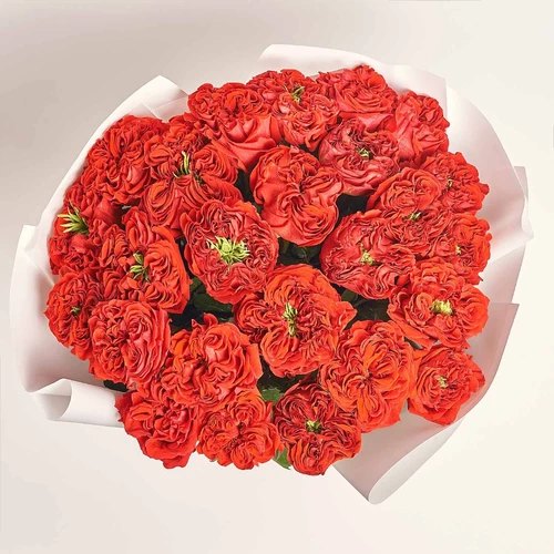 Product image Bouquet 25 Red Peony Roses, packaging: White, vendor code: 4044