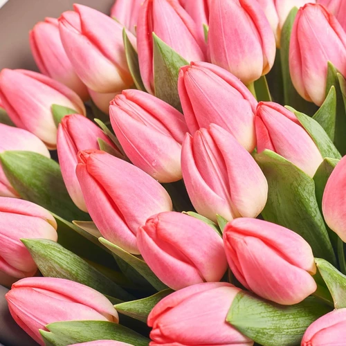 Зображення товару Букет 51 Рожевий тюльпан, пакування: Графітова, артикул: 2297