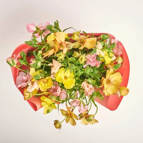 Product image Bouquet 25 Ranunculuses Butterfly Мix, packaging: Gradiens pink, vendor code: 4047