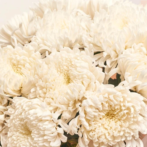 Product image Bouquet of 25 White Single button Chrysanthemums, packaging: Kafin rose, vendor code: 4048