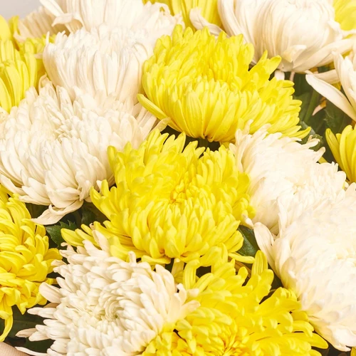 Product image Bouquet of 25 White and Yellow Single button Chrysanthemums, packaging: Kafin cream, vendor code: 4049