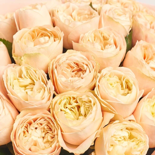 Product image Bouquet of 25 Cream peony Roses, packaging: Kafin rose, vendor code: 4050