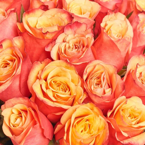 Product image Bouquet of 25 Bicolor roses, packaging: Gradiens pink, vendor code: 4052