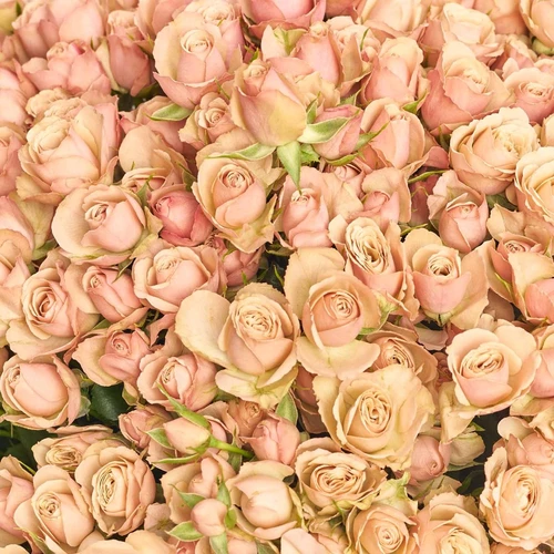 Product image Bouquet of 51 Roses Spray Destiny, packaging: Kafin rose, vendor code: 4054