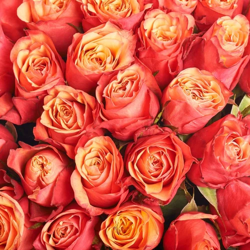 Product image Bouquet of 51 Bicolor roses, packaging: Kafin cream, vendor code: 4055