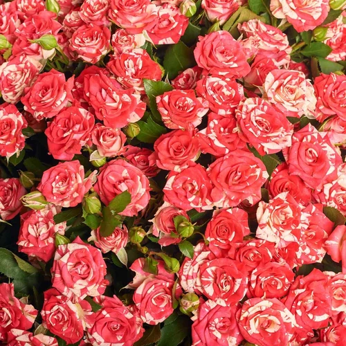 Product image Bouquet of 51 Spray roses Fireworks, packaging: Green, vendor code: 4056