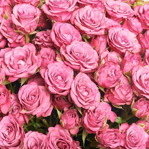 Product image Bouquet of 25 Purple Roses Spray, packaging: Gradiens tiffany, vendor code: 4058