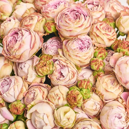 Product image Bouquet of 25  Peony Roses Spray Blossom Bubbles, packaging: Kafin cream, vendor code: 4062