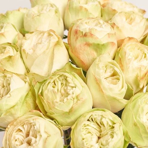 Product image Bouquet of 25 Peony Roses Khela, packaging: Gradiens tiffany, vendor code: 4064