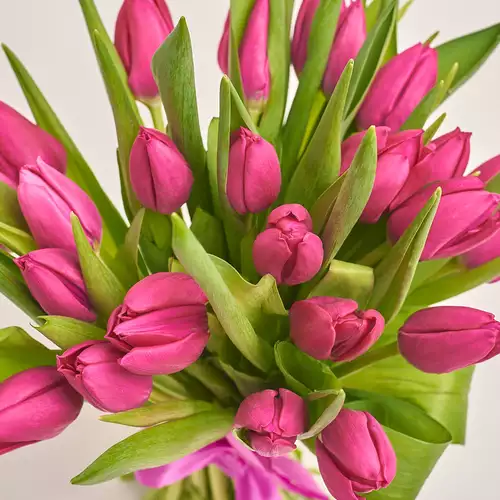 Зображення товару Букет 25 Малинових Тюльпанів, пакування: Графітова, артикул: 2364