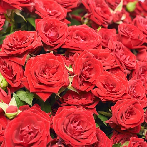 Product image Bouquet of 51 Red Roses Spray, packaging: Green, vendor code: 4083