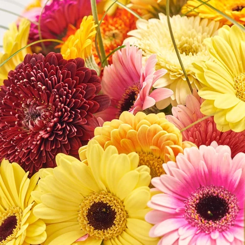 Product image Bouquet of 101 Gerberas Mini Mix, packaging: Pink, vendor code: 4086