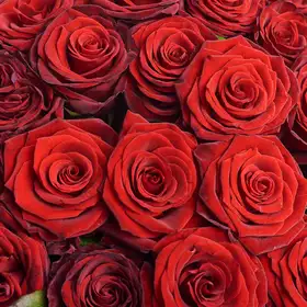 Букет 51 Червона Троянда Гран Прі