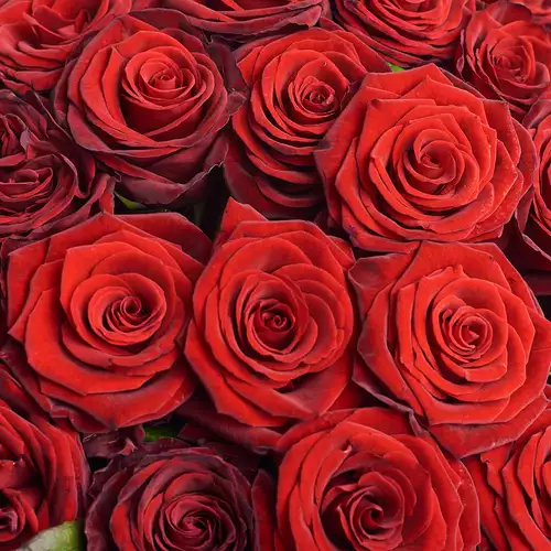 Зображення товару Букет 51 Червона Троянда Гран Прі, пакування: Без упаковки, артикул: 2291