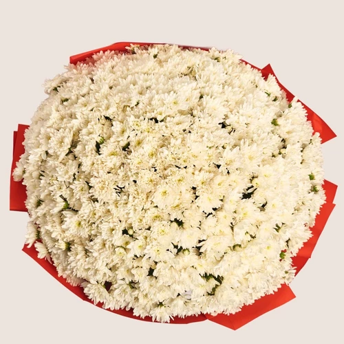 Product image Bouquet 101 White Chrysanthemum, packaging: Red, SKU: 4102