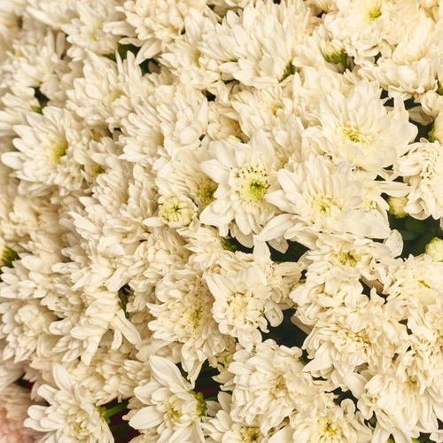 Product image Bouquet 101 White Chrysanthemum, packaging: Green, SKU: 4102