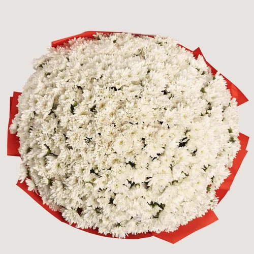 Product image Bouquet 101 White Chrysanthemum, packaging: Red, SKU: 4102