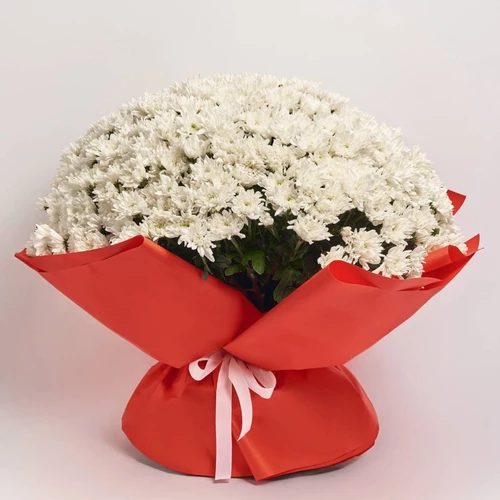 Product image Bouquet 101 White Chrysanthemum, packaging: Red, SKU: 4102
