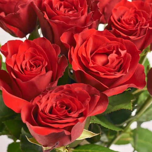Product image Bouquet of 15 Red Roses Explorer, packaging: Gradiens pink, SKU: 4113