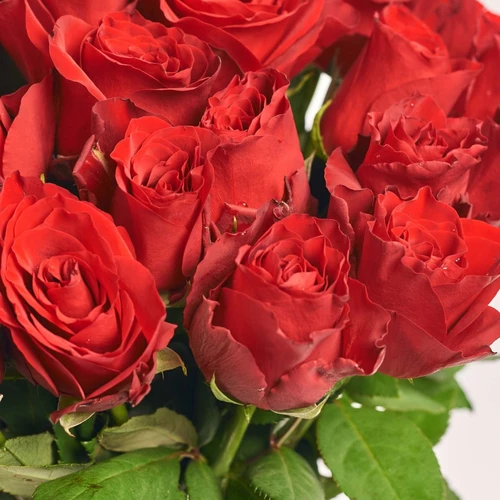 Product image Bouquet of 35 Red Roses Explorer, packaging: Kafin rose, SKU: 4114