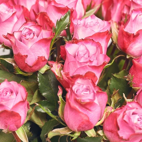 Product image Bouquet of 35 Roses DeepPurple, packaging: 
Graphite, SKU: 4127