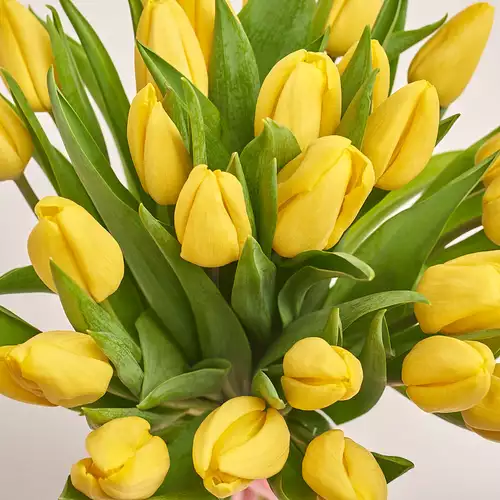 Зображення товару Букет 25 Жовтих тюльпанів, пакування: Біла, артикул: 2259