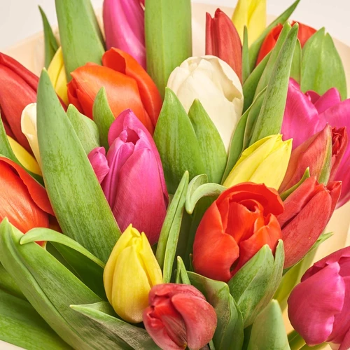 Зображення товару Букет 25 Тюльпанів Мікс, пакування: Градієнт рожевий, артикул: 2264