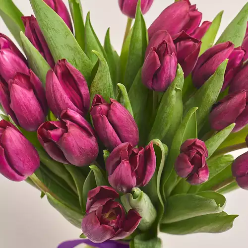 Зображення товару Букет 25 Фіолетових Тюльпанів, пакування: Біла, артикул: 2265