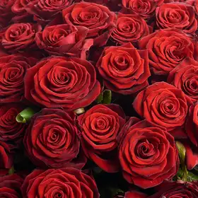 Букет 101 Червона Троянда Гран Прі