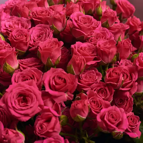 Зображення товару Букет 21 Спрей троянда Малинова, пакування: Сіра, артикул: 2060