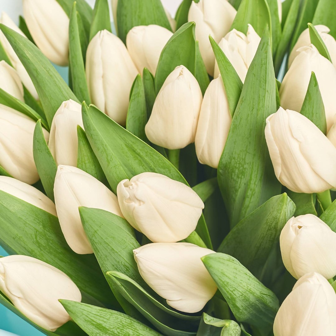 Product image Bouquet of 25 White tulips, vendor code: 2257