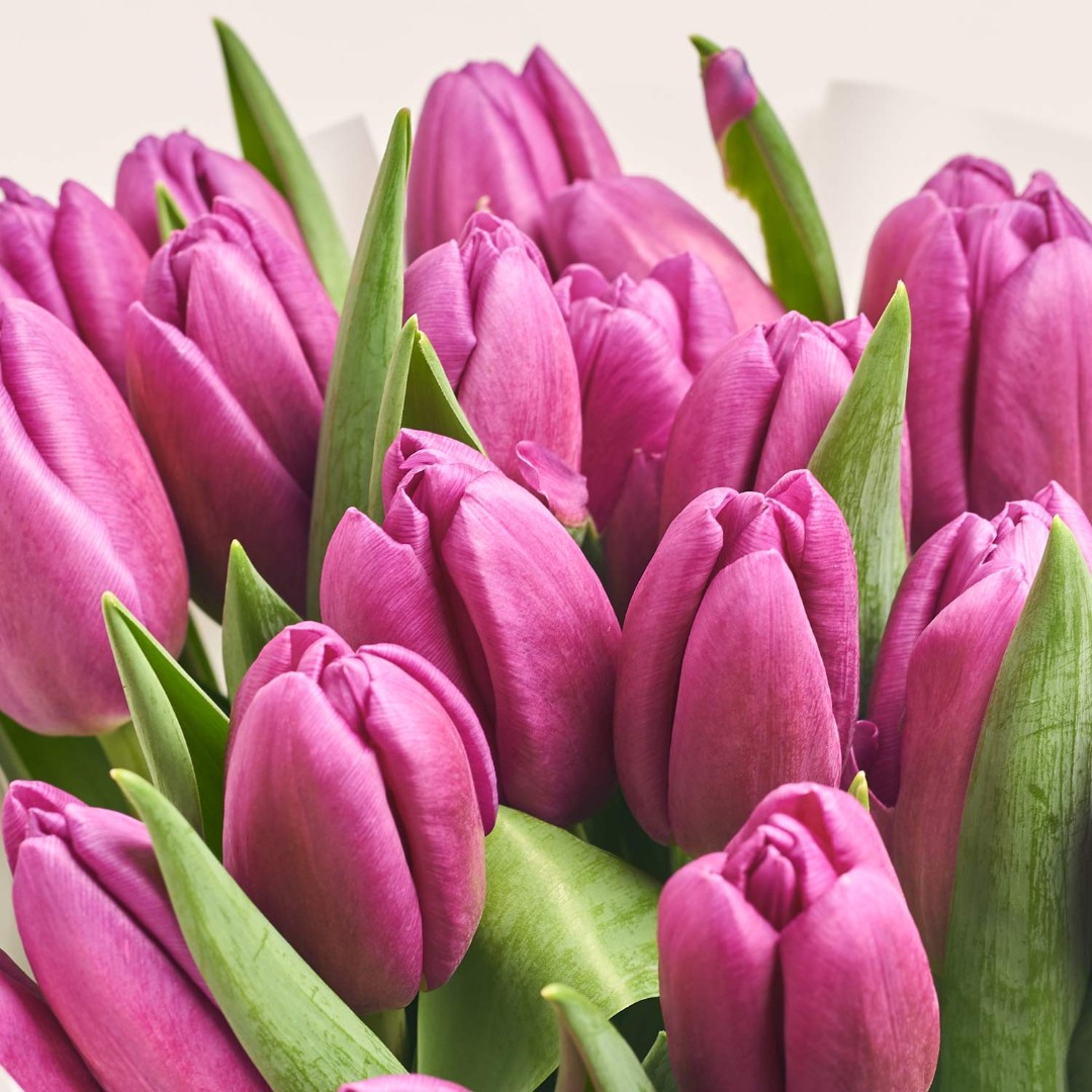 Product image Bouquet of 25 Purple Tulips, vendor code: 2265