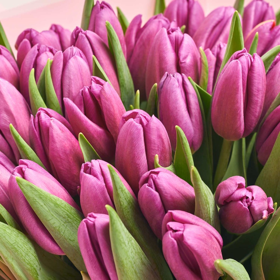 Product image Bouquet 51 Purple Tulip, vendor code: 2298