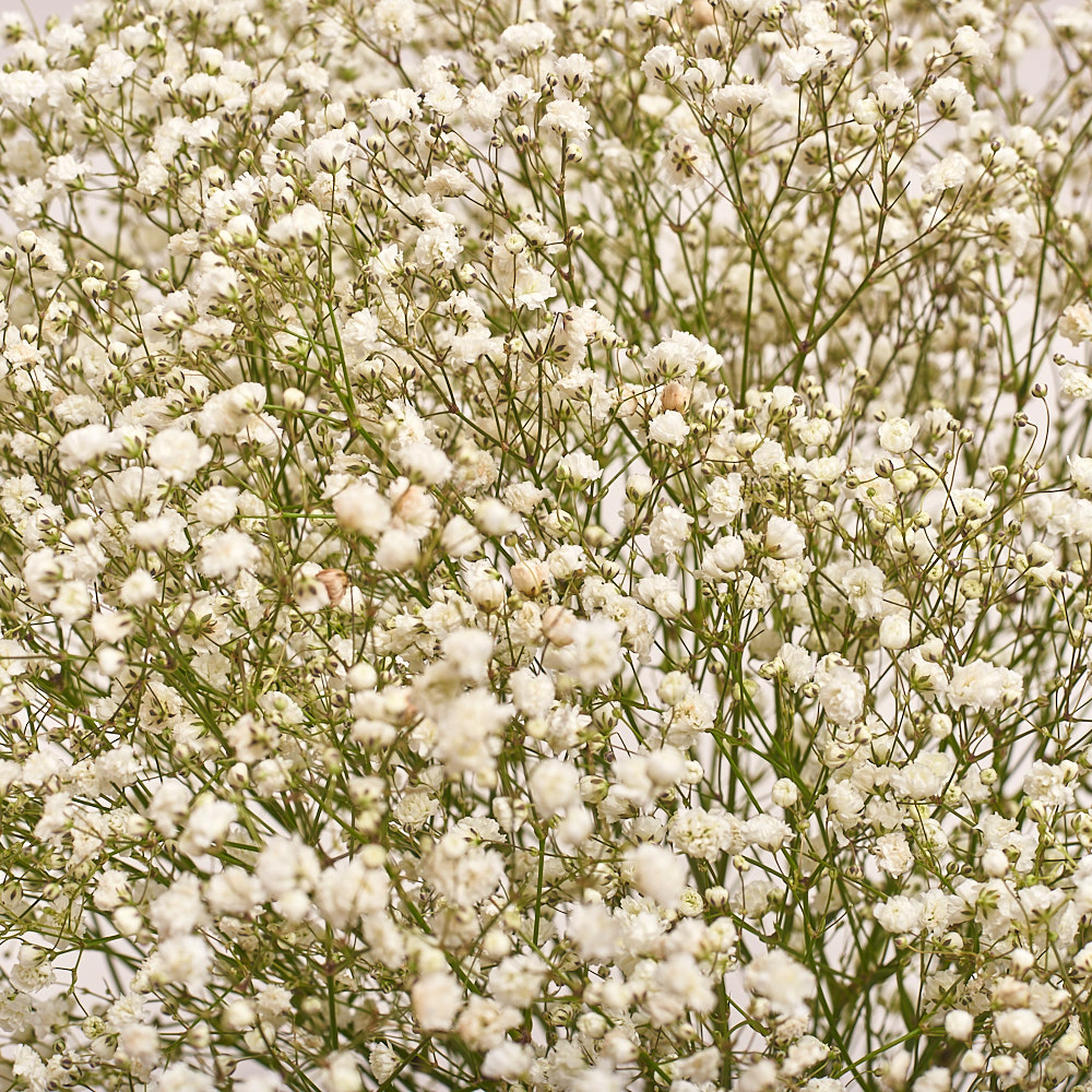 Product image Bouquet 15 Gypsophilus, vendor code: 2678