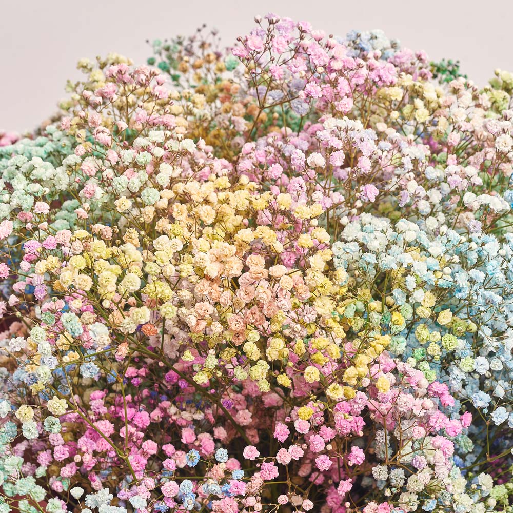 Product image Bouquet 25 Gypsophila Painted, packaging: Coral, vendor code: 2709