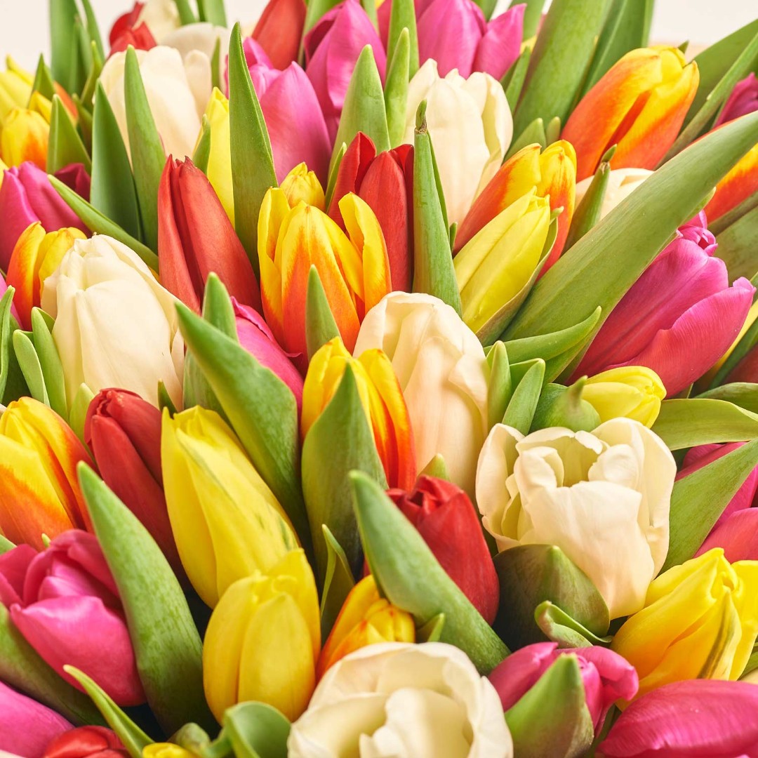 Product image Bouquet of 101 Tulips Мix, vendor code: 3004