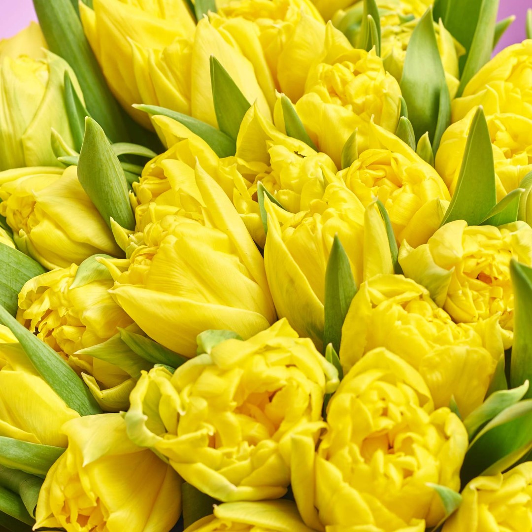 Product image Bouquet 51 Yellow peony tulip, vendor code: 3084